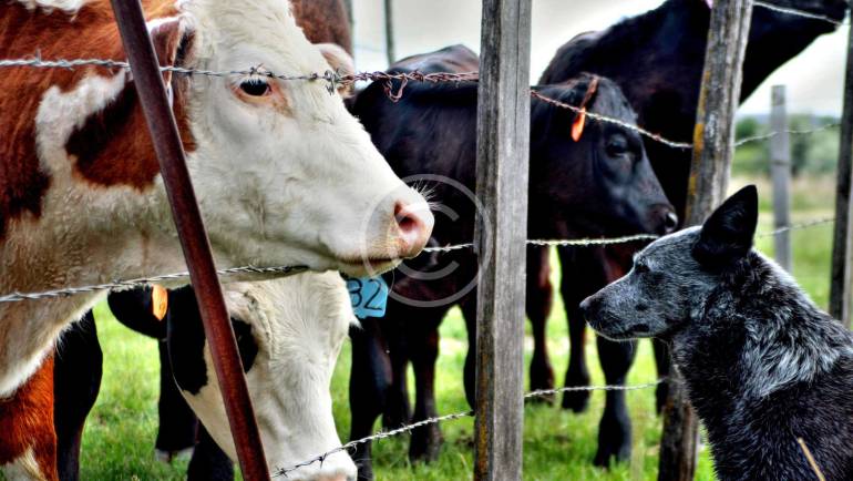 Safe Environment for Farm Cows